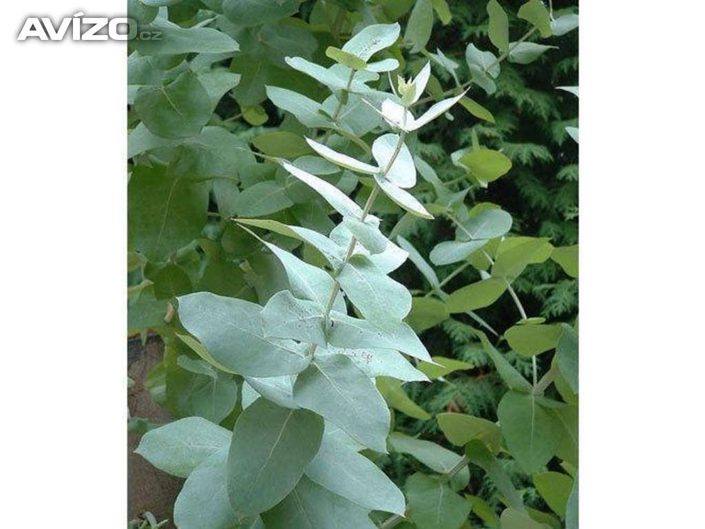 Blahovičník, Eucalyptus (semena)  www.rostliny-prozdravi.cz