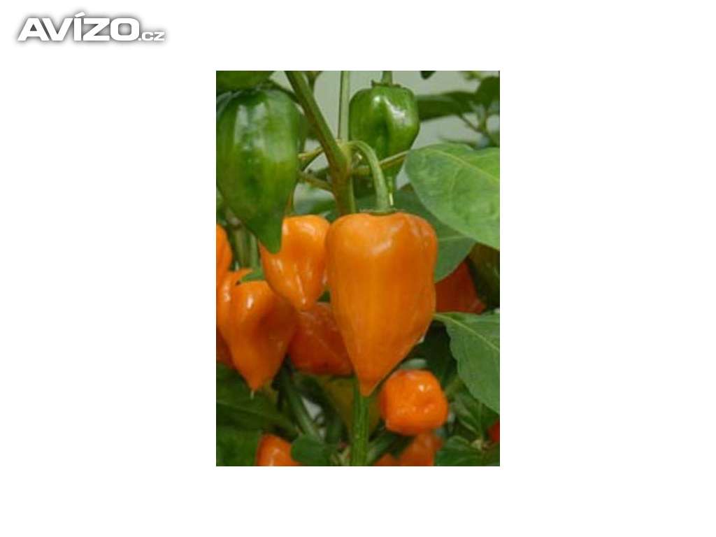 CHilli paprička, Habanero Orange /Semena: www.levna-semena.cz