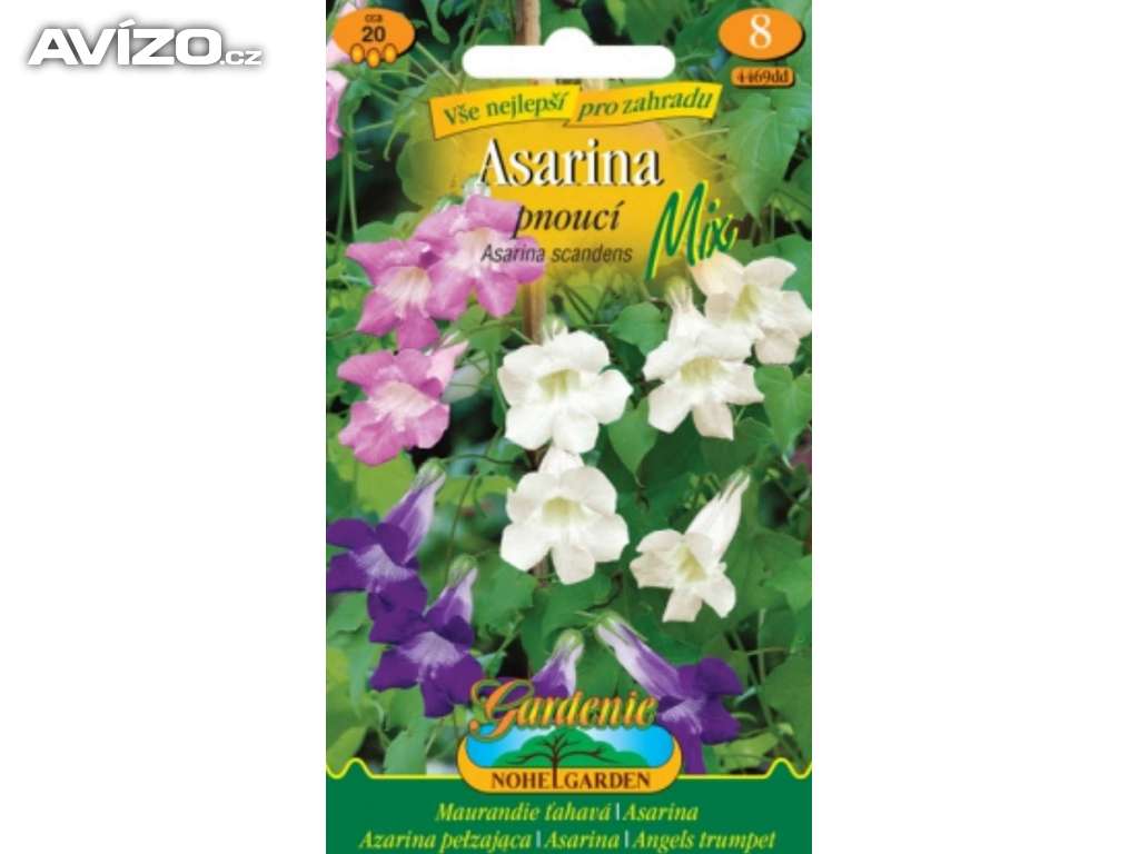 Asarina pnoucí Mix (semena) www.rostliny-prozdravi.cz