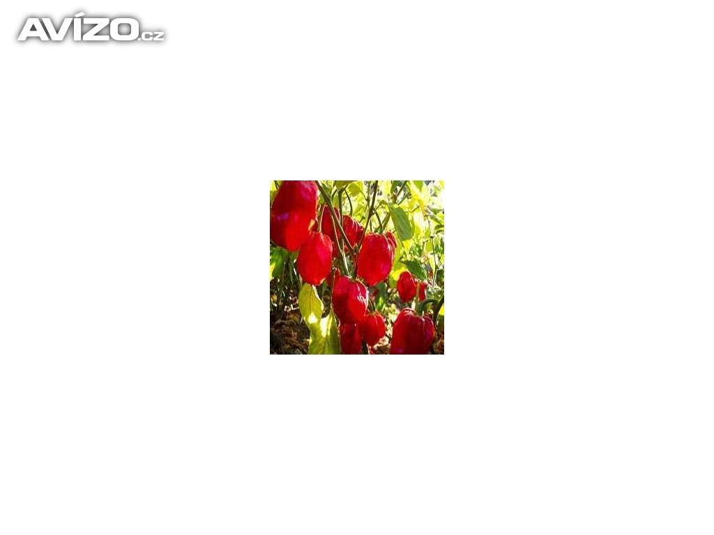 CHilli paprička- Habanero red savina /www.rostliny-prozdravi