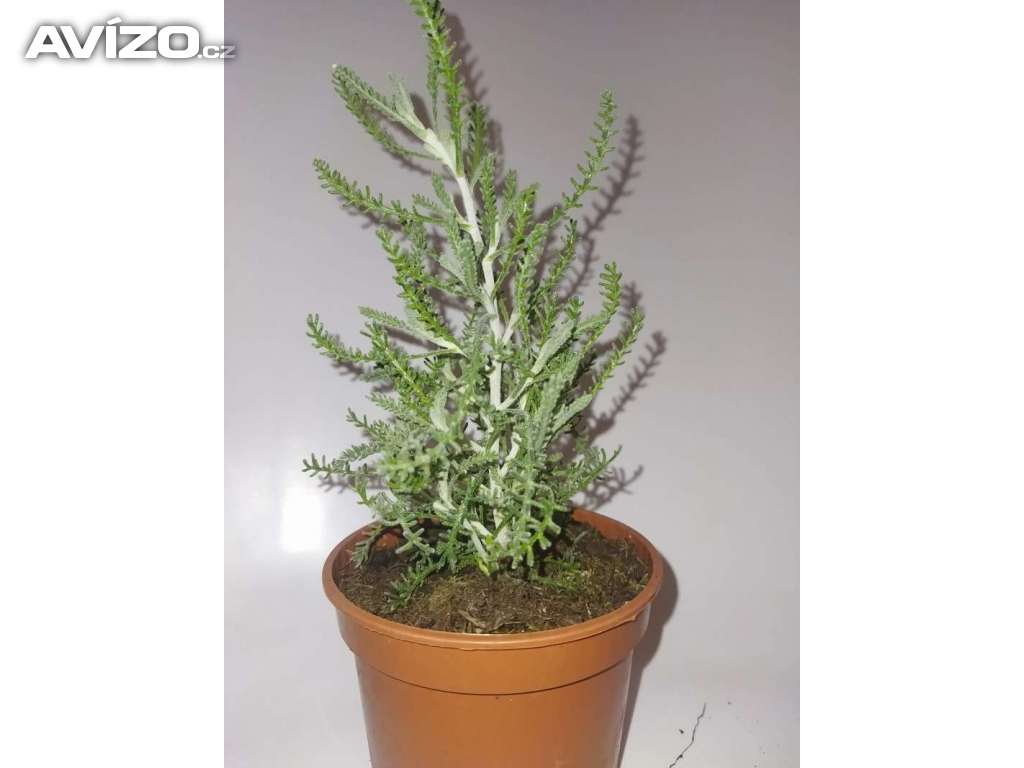 Santolina cypřišková - Léčivá rostlina /www.rostliny-prozdravi.cz