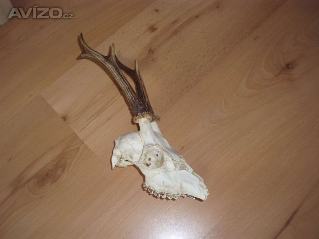 Parůžky srnčí s lebkou