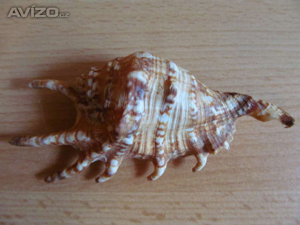 Foto inzerátu Starší pouzdra