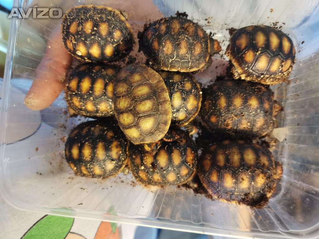 Nabízím vlastní odchov želvy uhlířské