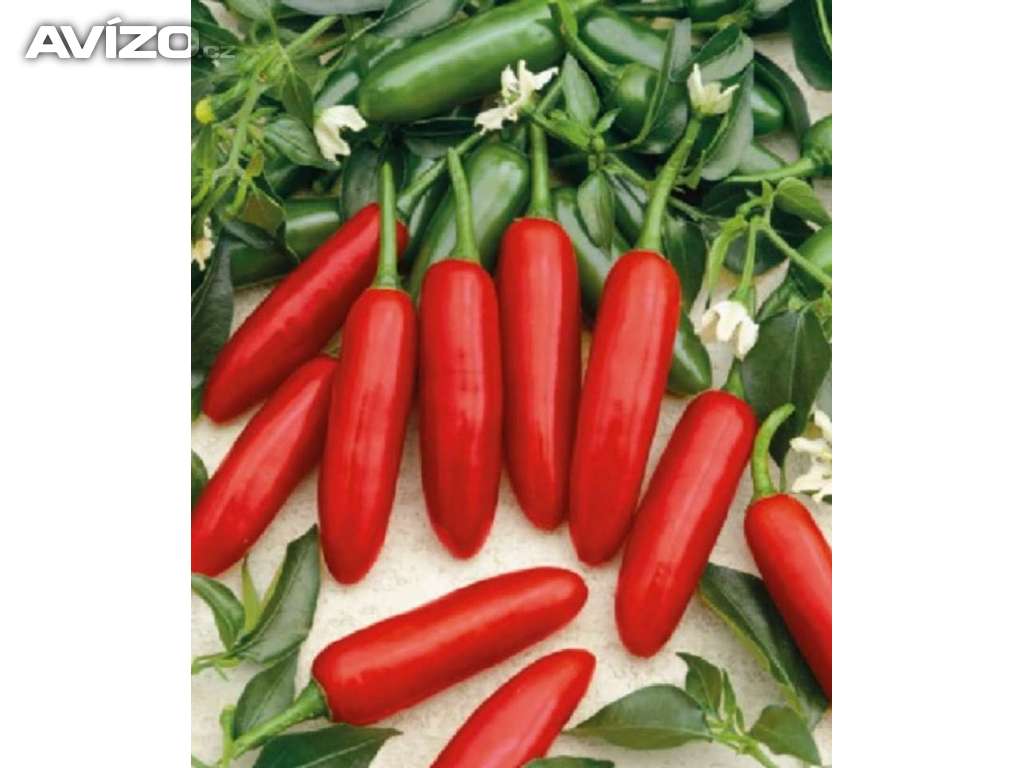 CHilli paprička, Atzeco (semena) www.levna-semena.cz