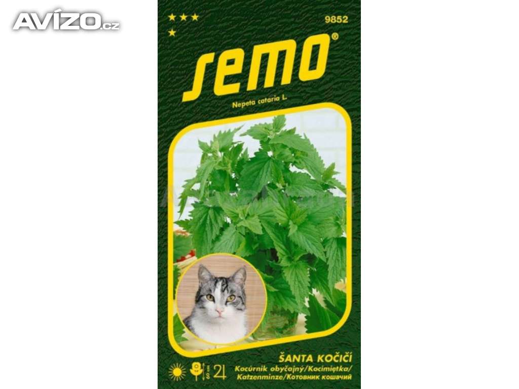 Šanta kočičí (semena) www.levna-semena.cz