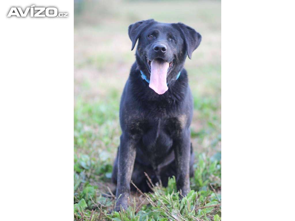 ZAK - kříženec Labradora 36 kg - kastrovaný psík 11 let