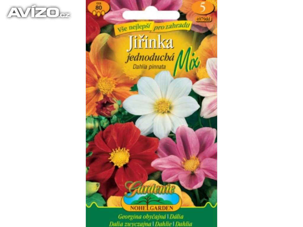 Jiřinka jednoduchá, mix (semena) www.levna-semena.cz
