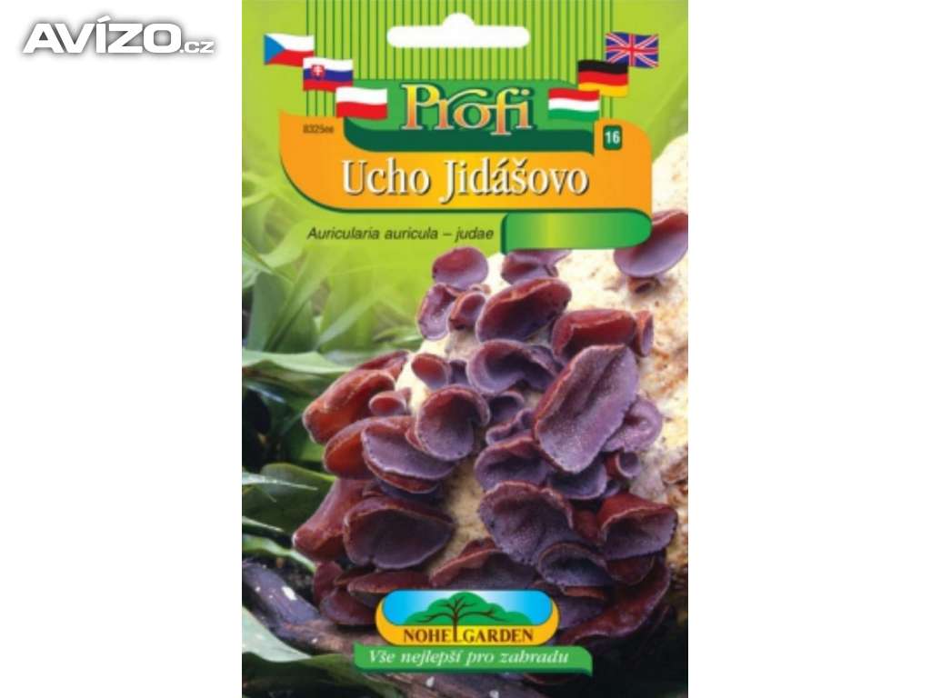 Jidášovo ucho, sadba - www.rostliny-prozdravi.cz