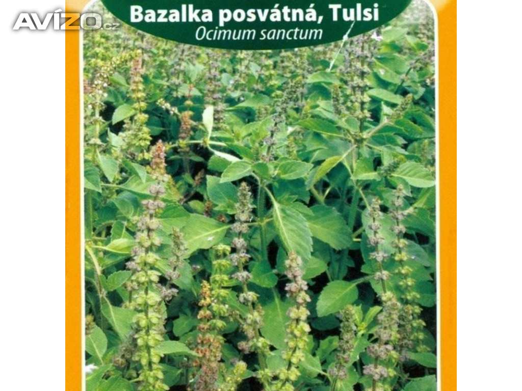 Bazalka posvátná, Tulsi (semena) www.levna-semena.cz