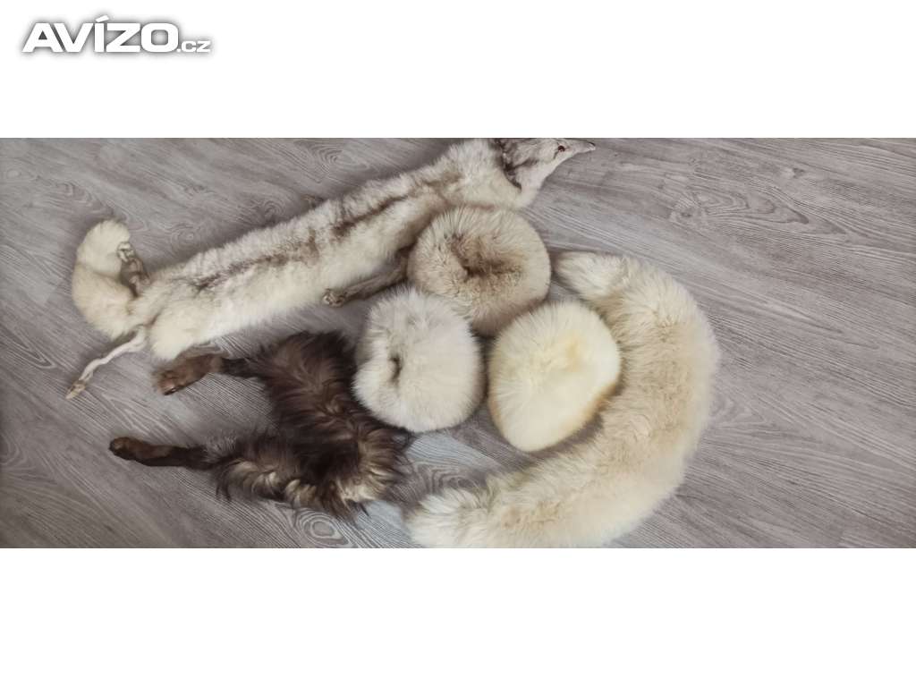Foto inzerátu Set pravé lišky