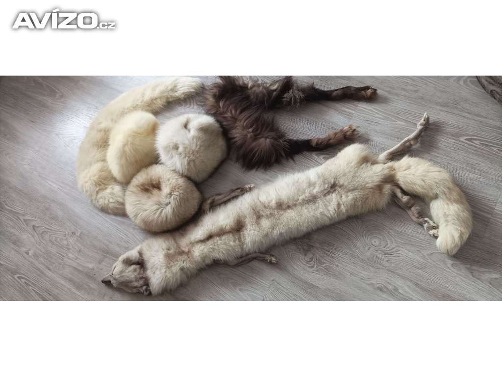 Foto inzerátu Set pravé lišky