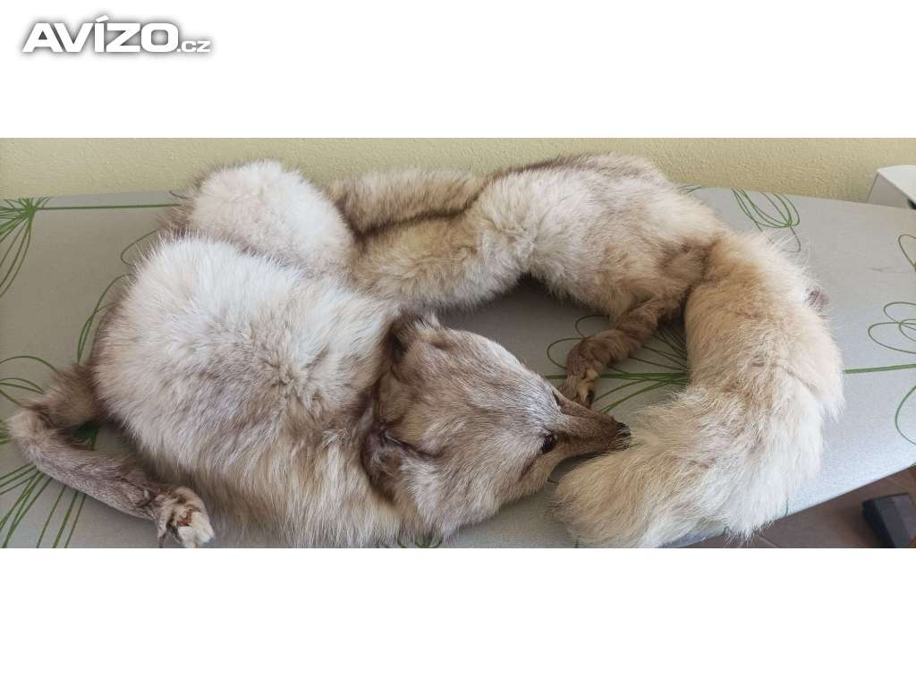 Foto inzerátu Set pravé lišky