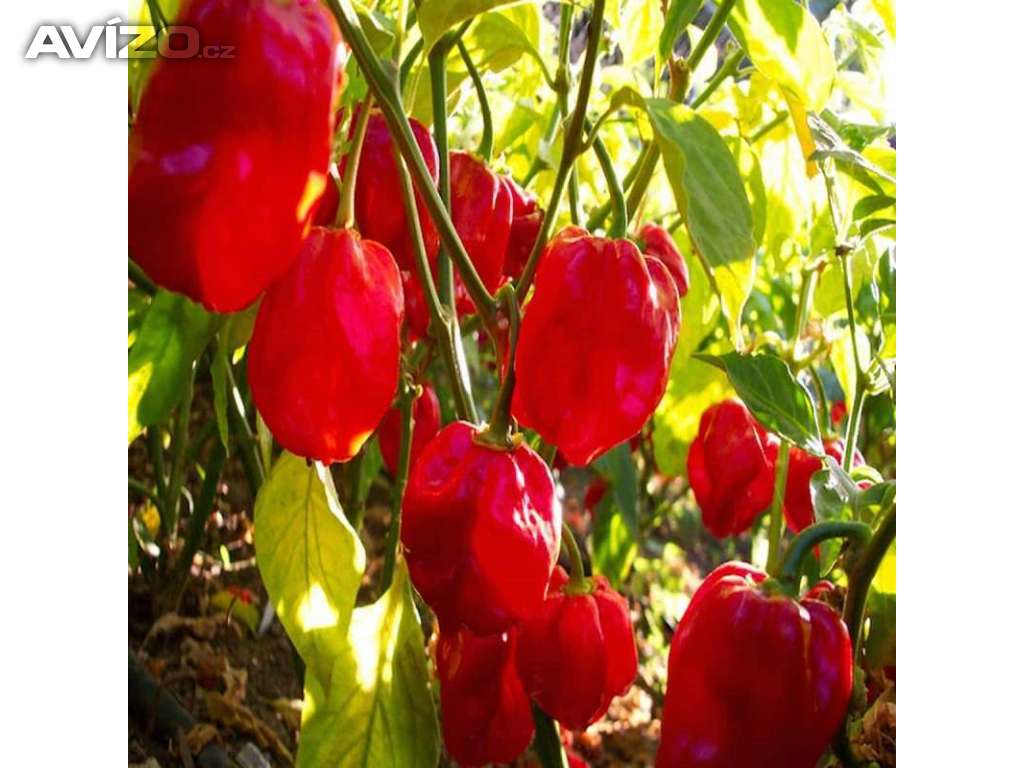 Chilli paprička, Habanero red savina /www.levna-semena.cz