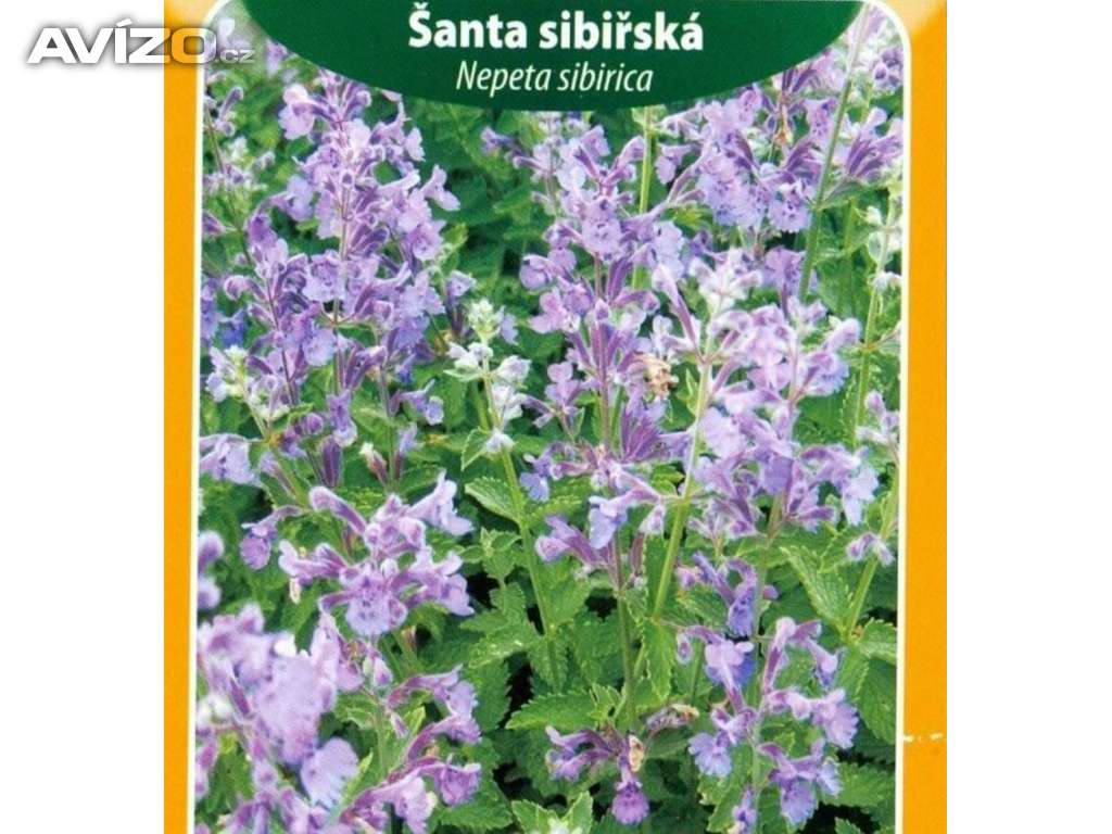 Šanta sibiřská (semena) www.levna-semena.cz