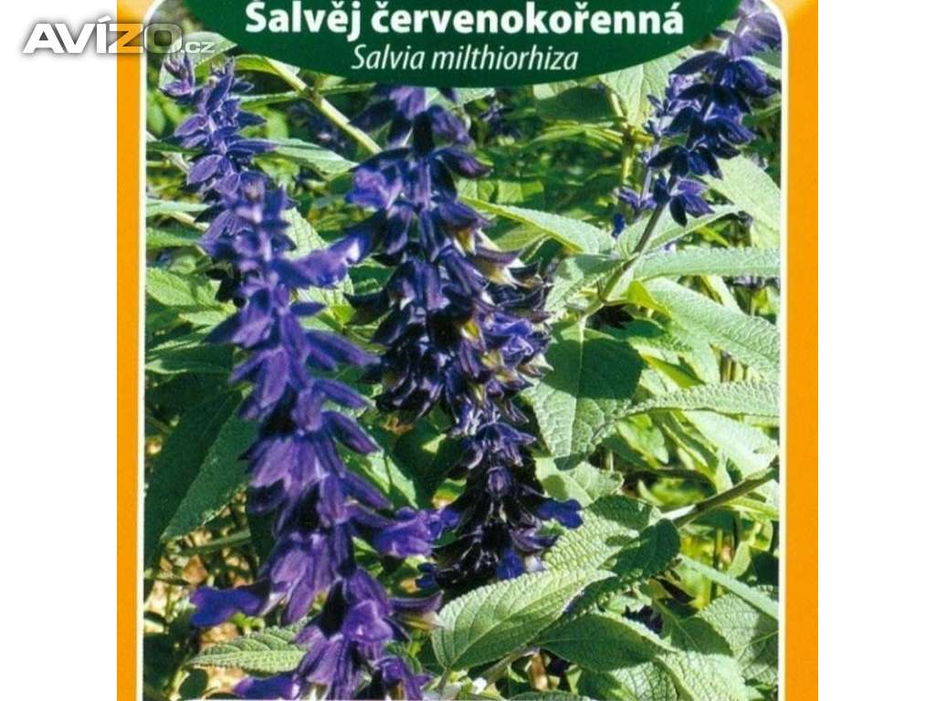 Šalvěj červenokořenná (semena) www.levna-semena.cz