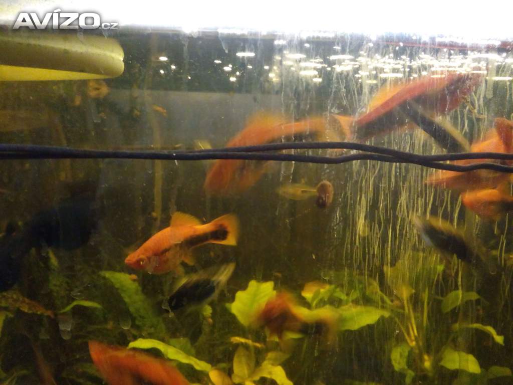Xifofory,2 chovné páry jsou černočervené vyměním za krevety