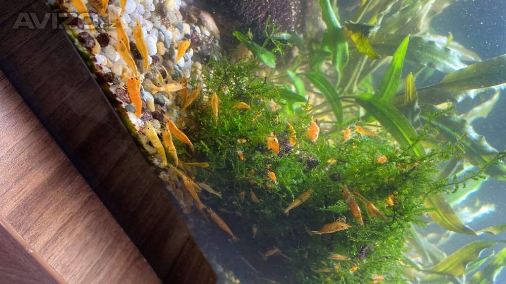 Krevetky Neocaridina - oranžové (oposílám i Zásilkovnou)