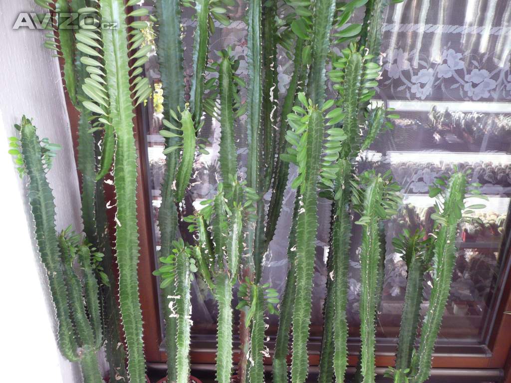 Vzrostlé pryšce (Euphorbia trigona)