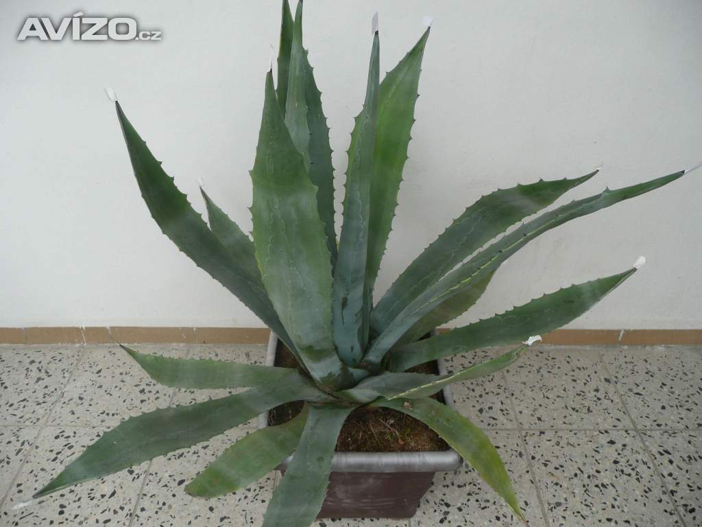 Agave americana