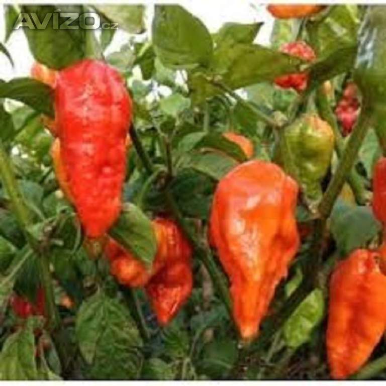 Chilli paprička, Naga Morich (semena) www.levna-semena.cz