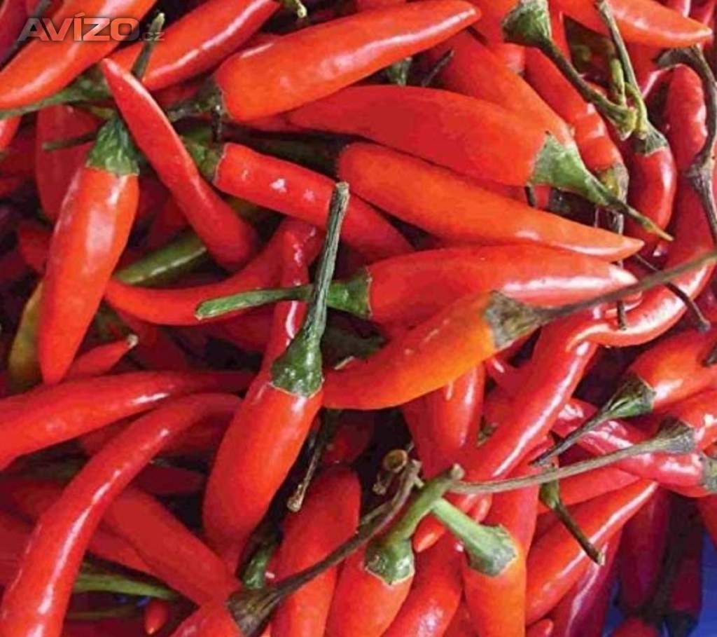 Chilli paprička, Tabasco (semena) rostliny-prozdravi.cz