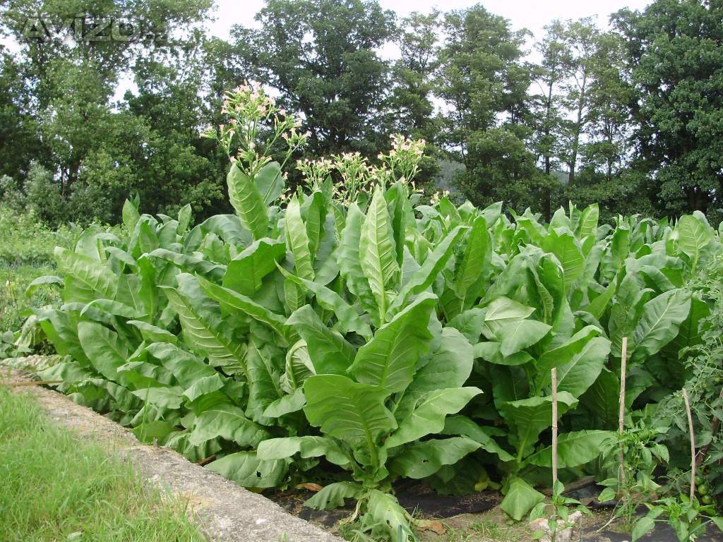 Virginský,Selský tabák semínka