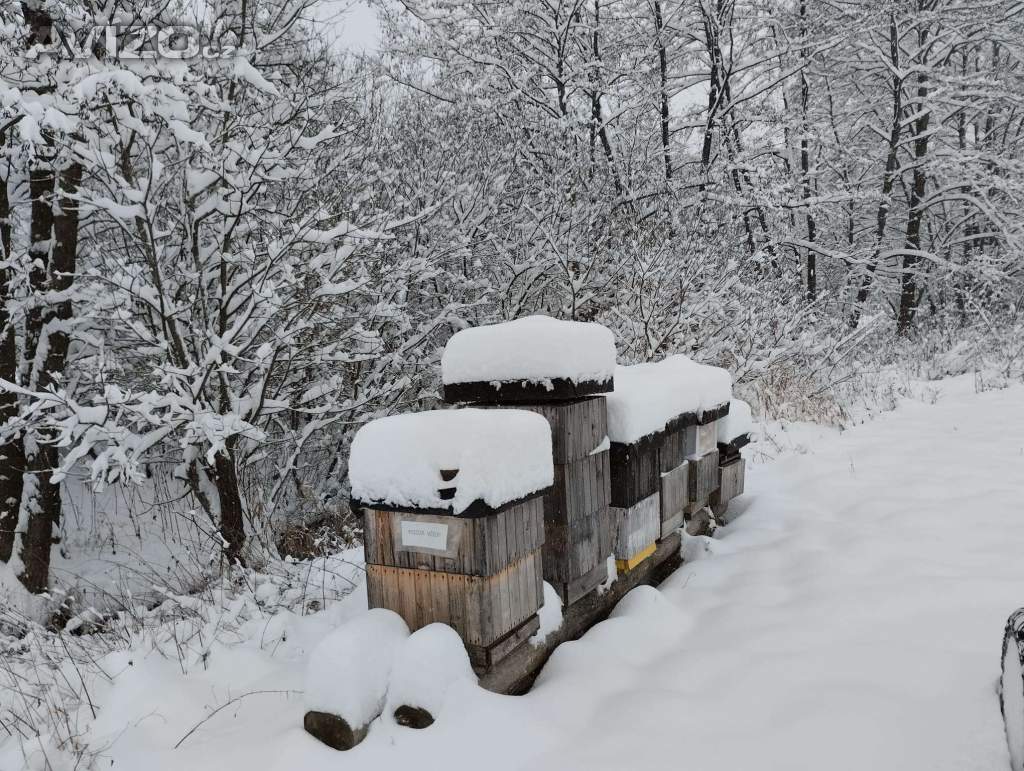 Nabídka lesního a květového medu z jižních Čech i v Praze