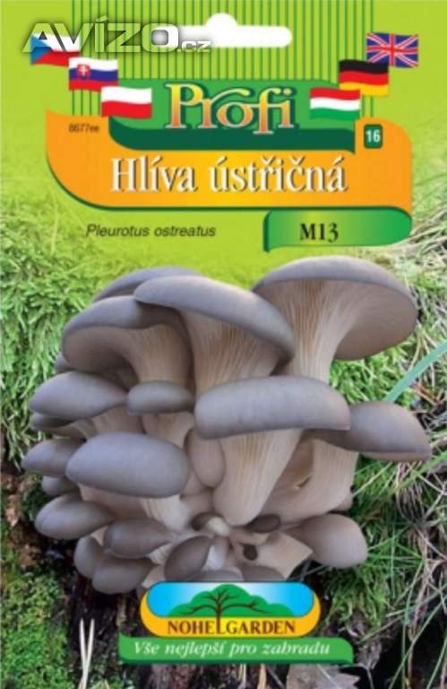 Hlíva ústřičná světle fialová, sadba - www.rostliny-prozdravi.cz