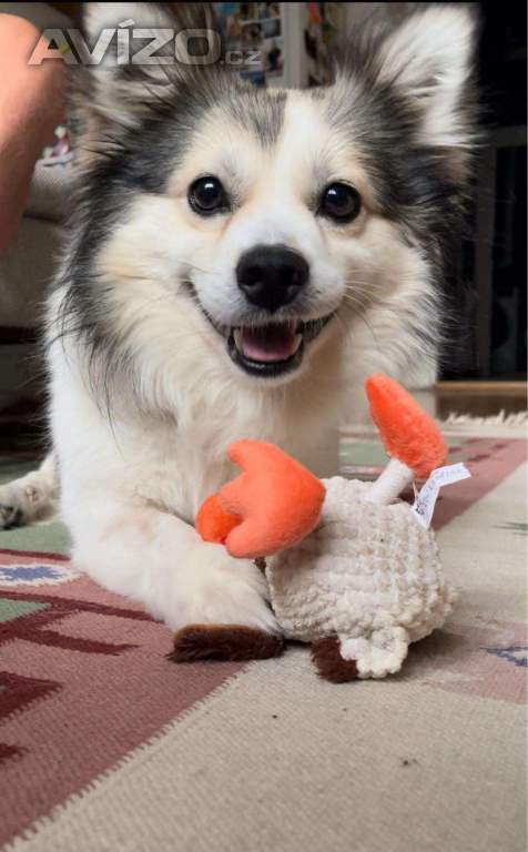 TOFÍK - 9 kg, 4 roky