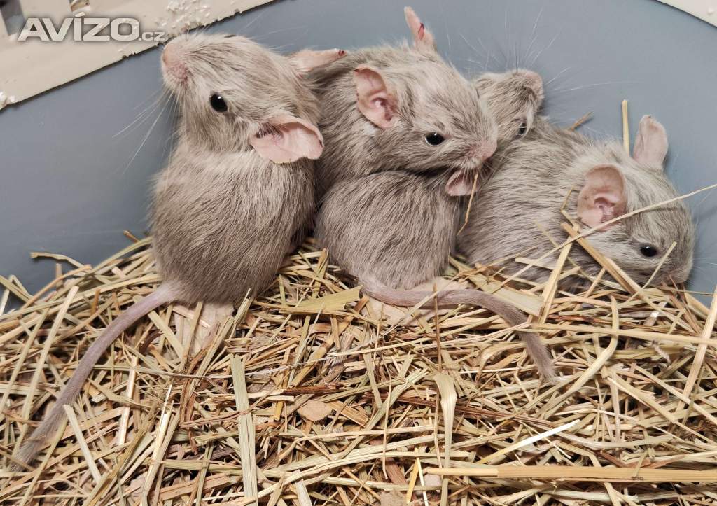 Osmák Degu s VP