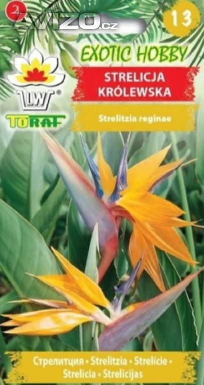 Strelicie královská (semena) www.levna-semena.cz