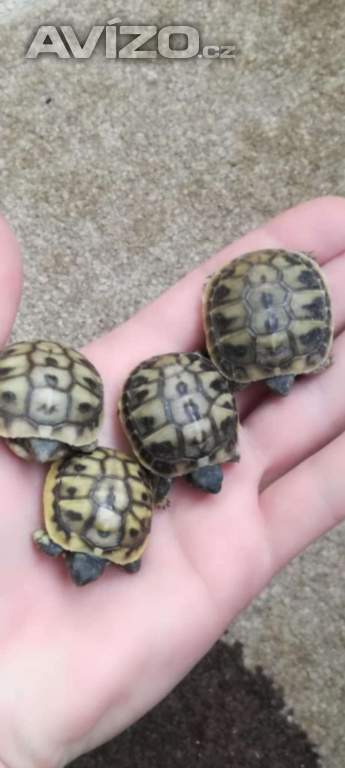 Prodám letošní mláďata Testudo Hermanni