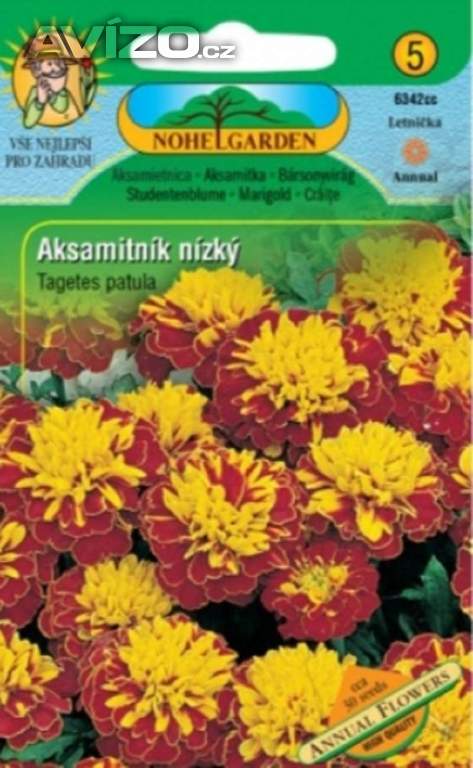 Aksamitník nízký plnokvětý, hnědo-žlutý (semena) 