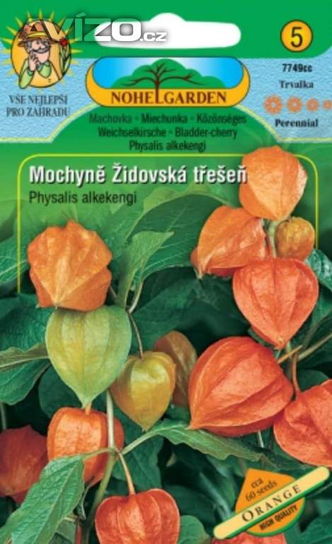 Mochyně židovská třešeň (semena)