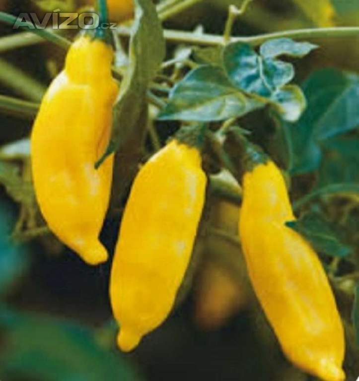 Chilli paprička, Aji lemon drop (semena) 