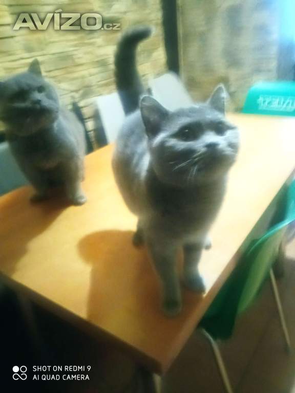 Krytí.