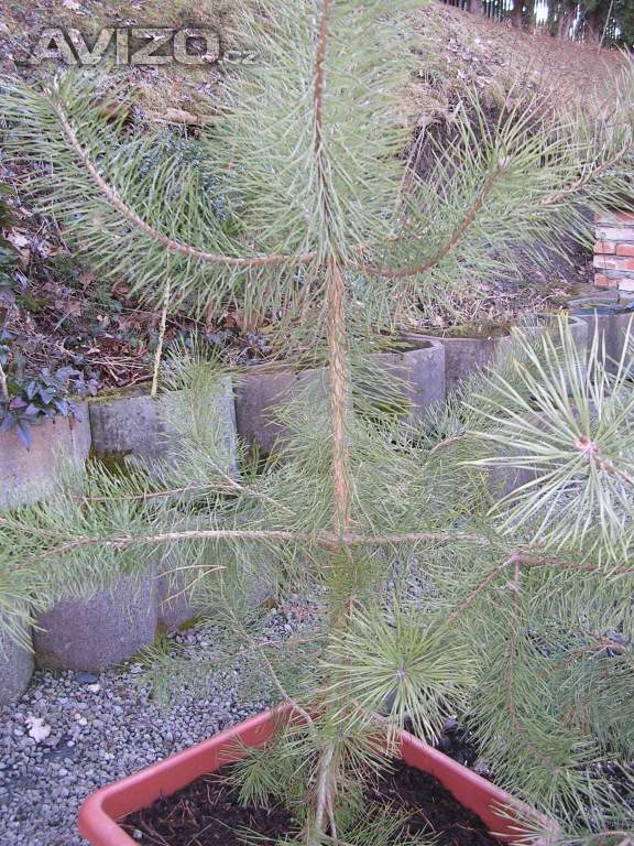 Prodej Borovice lesní/Pinus sylvestris/