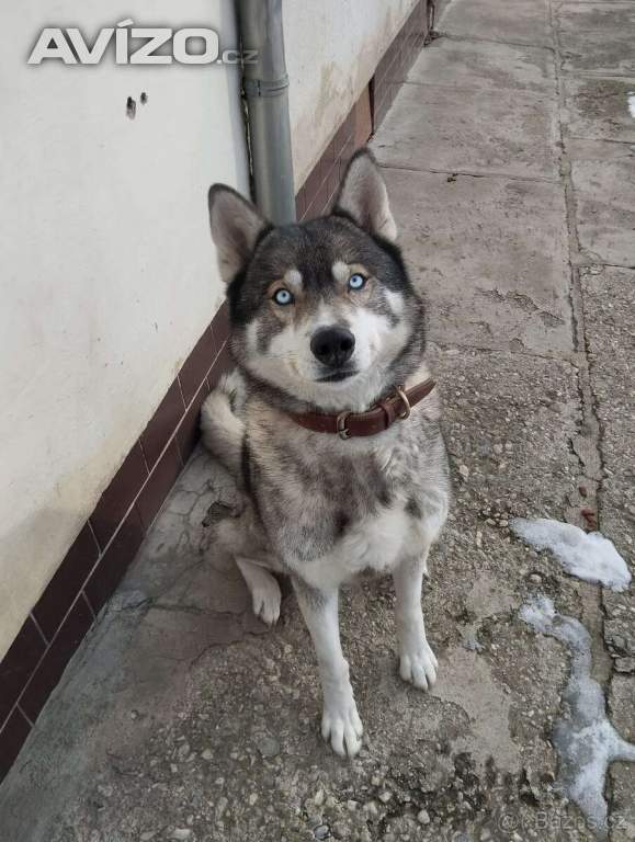 Husky ke krytí 