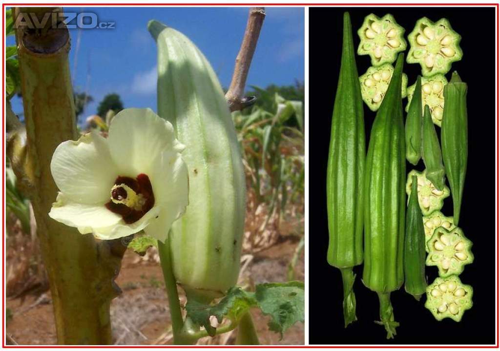 Ibiškovec jedlý - Okra - semena