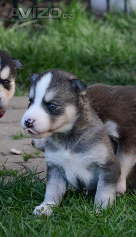 Sibiřský husky