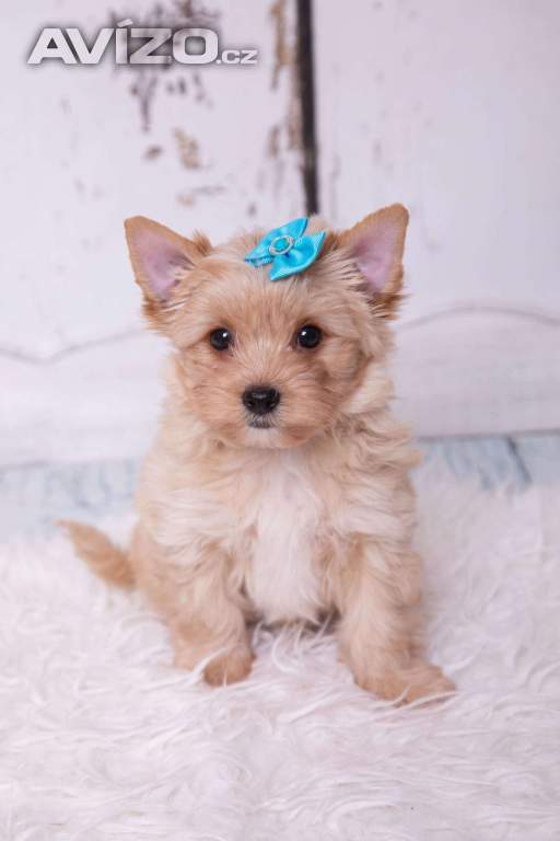 Golddust yorkshire terrier