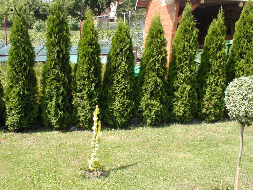 Thuja occidentalis SMARAGD – Túje, Túja, Thuje, Thuja  