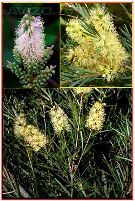 Mrazuvzdorný Callistemon Sieberi - Štětkovec - semena