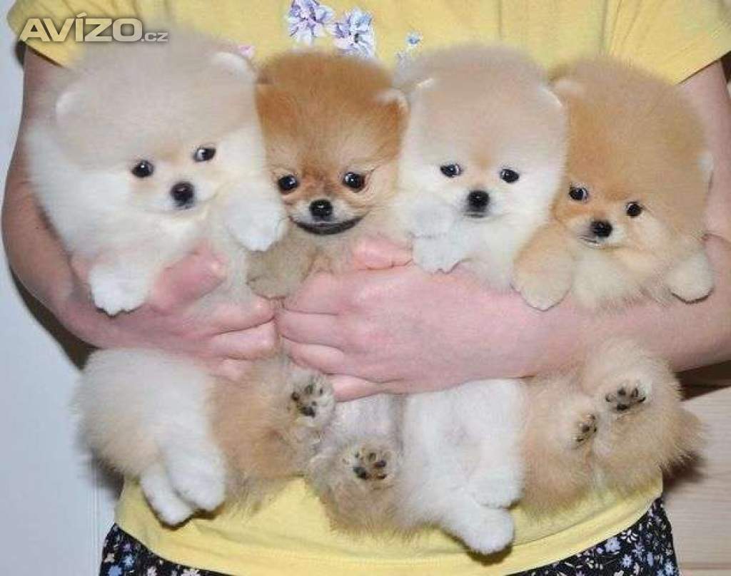Německý špic. Mini pomeranian bez PP. 
