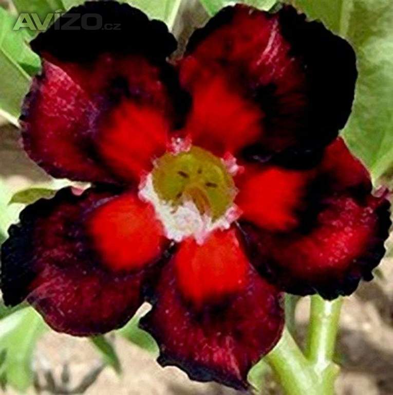 Adenium obesum double color - semena