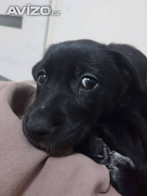 Labrador
