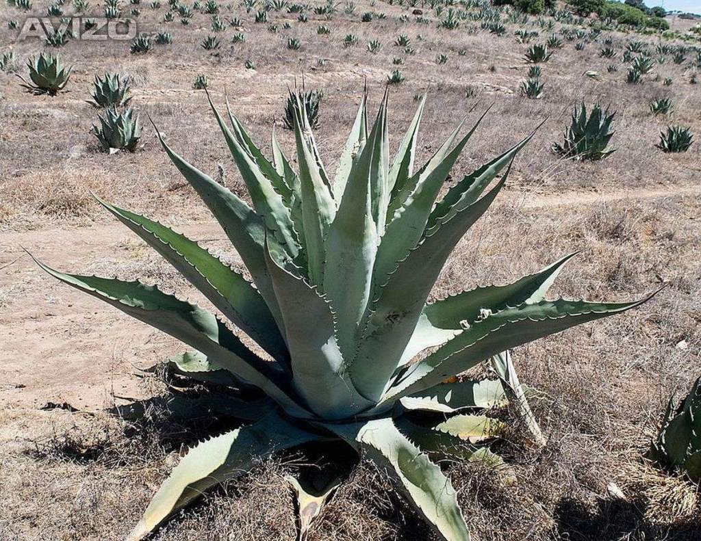 Sazenice Agave durangensis