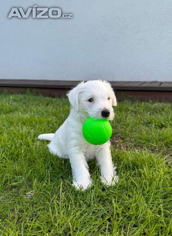 Parson Russell Terrier s PP