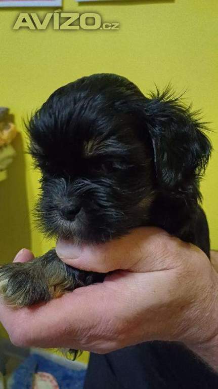 Lhasa Apso s PP